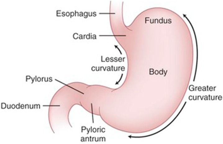 Fig. 2