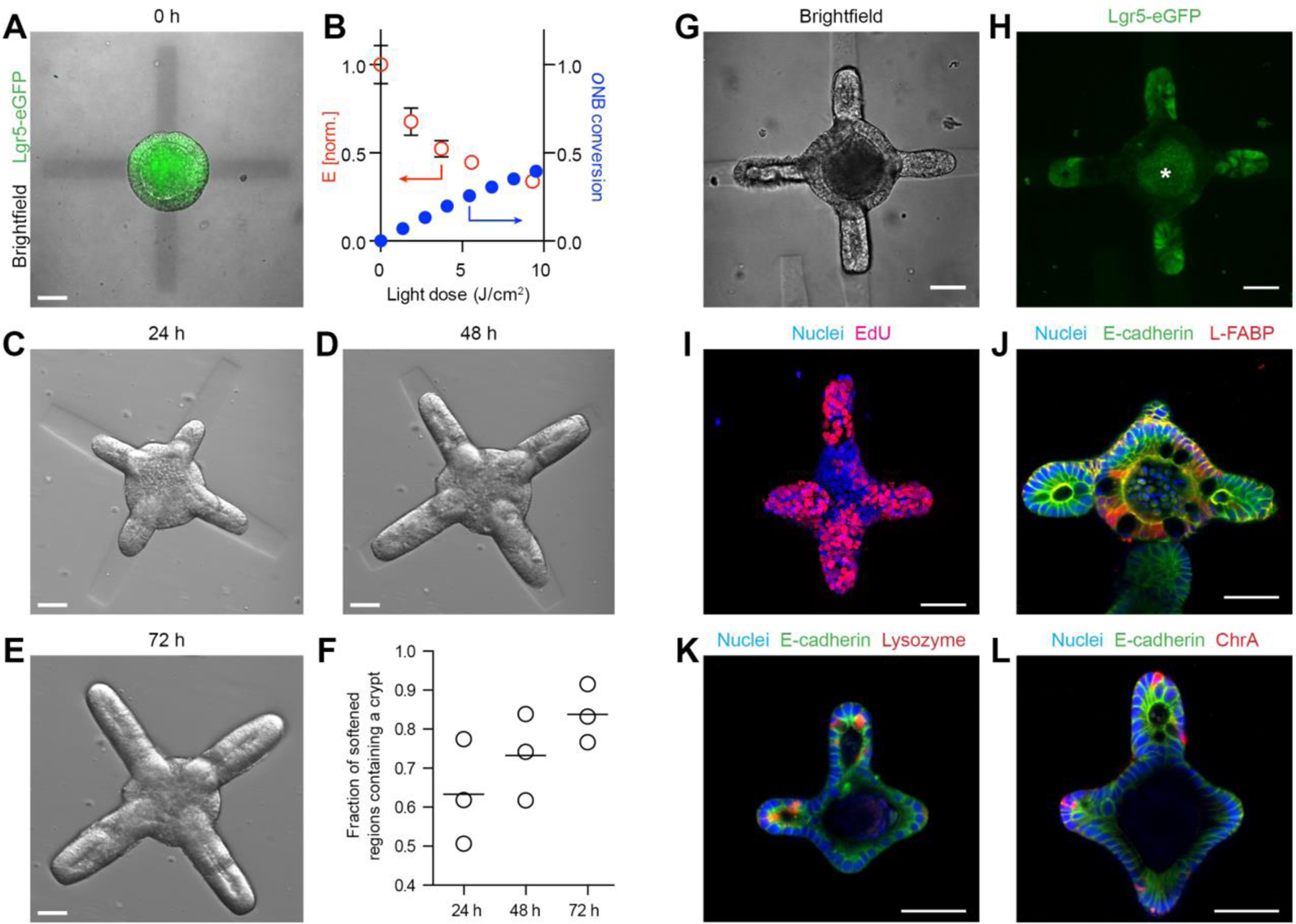 Figure 1: