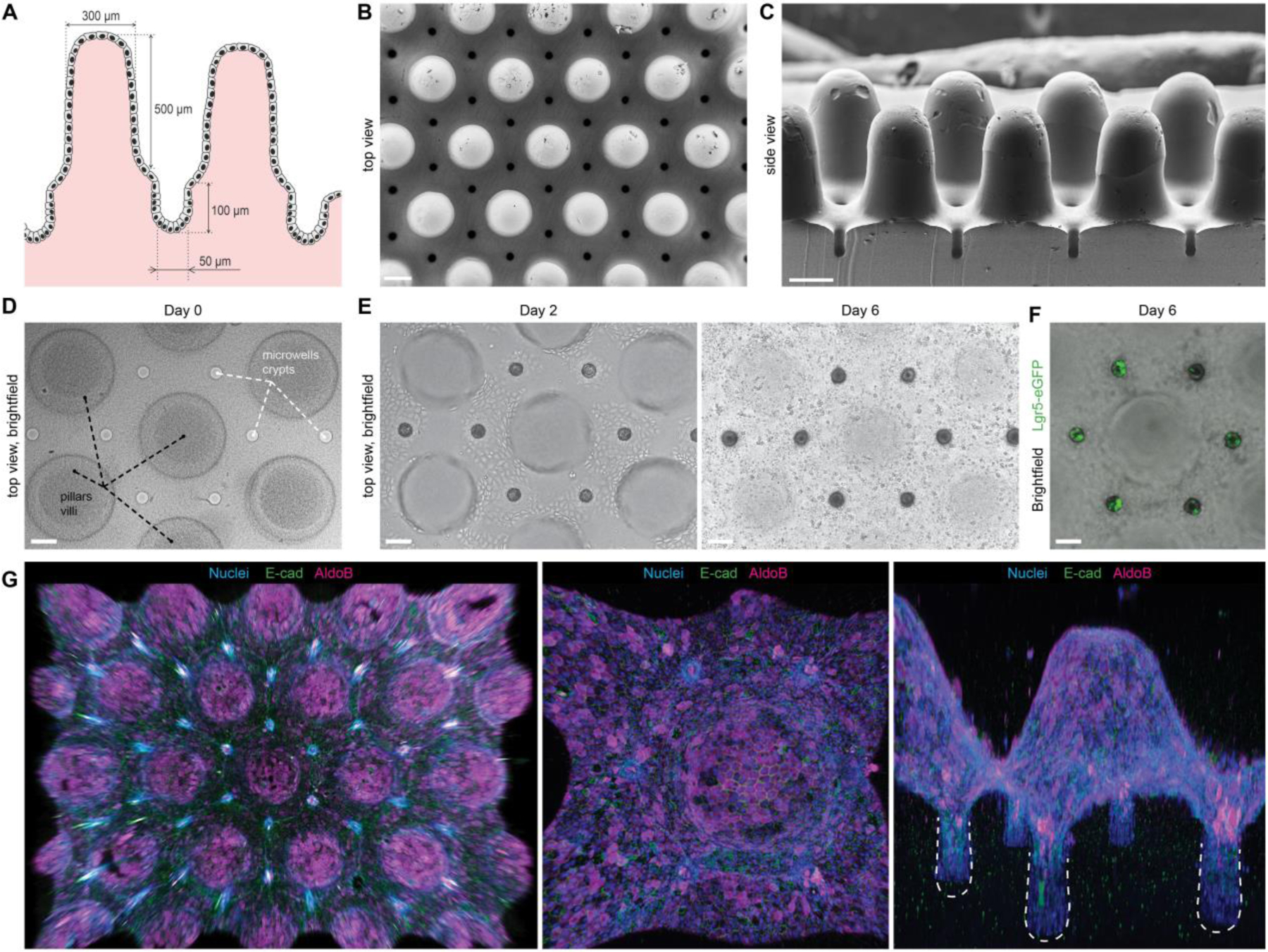 Figure 4: