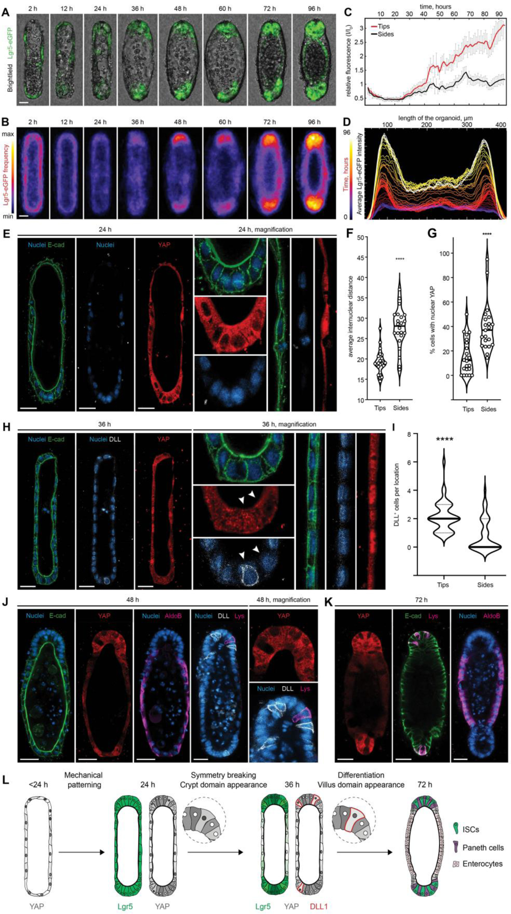 Figure 3: