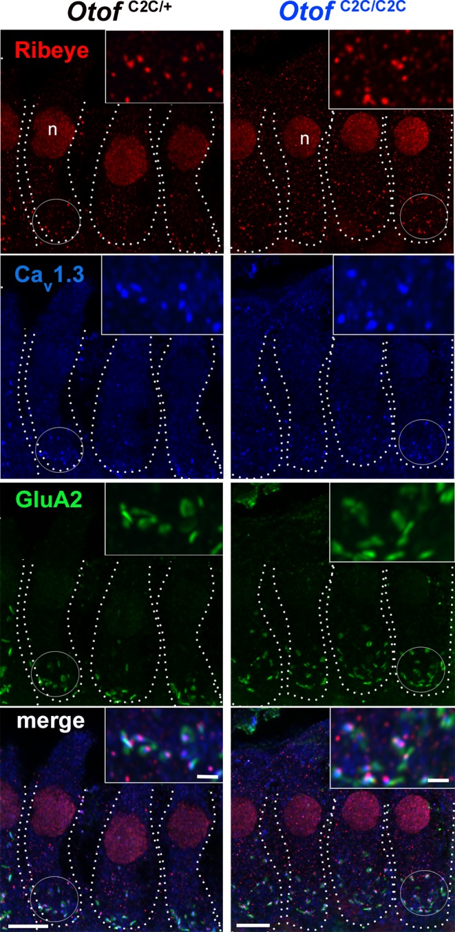 Figure 3—figure supplement 1.