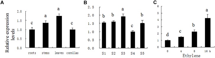 FIGURE 1