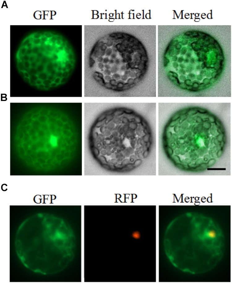 FIGURE 2