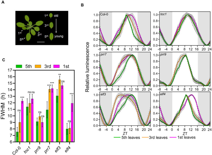 Figure 5