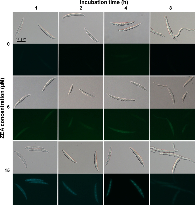 FIG. 3.