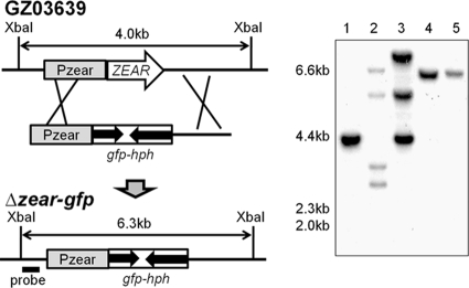 FIG. 2.