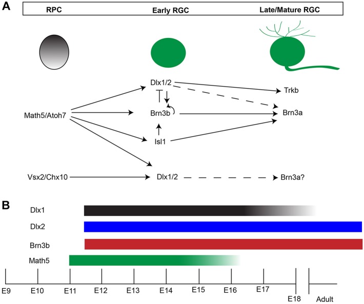 Fig. 10.