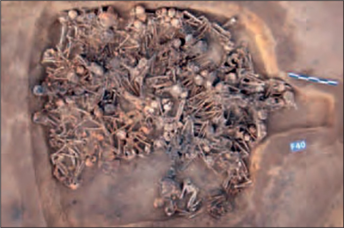 Fig 1.