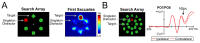 Previous studies showing guidance toward the target shape, which seems indicates that featural information was not filtered by focusing attention as claimed by the attentional window account. (A) First eye movements from Gaspelin et al. (2017, Exp. 3) clearly showed a bias toward the target shape above levels of the other nonsingleton distractors. Specifically, the heat map shows that the vast majority of first saccades went to the target location. (B) ERPs from Stillwell et al. (2022, Exp. 2) show clear evidence of an N2pc elicited by the target shape, suggesting that the target shape was preferentially attended compared to other shapes