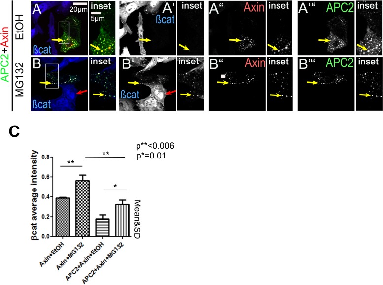 Figure 3—figure supplement 1.