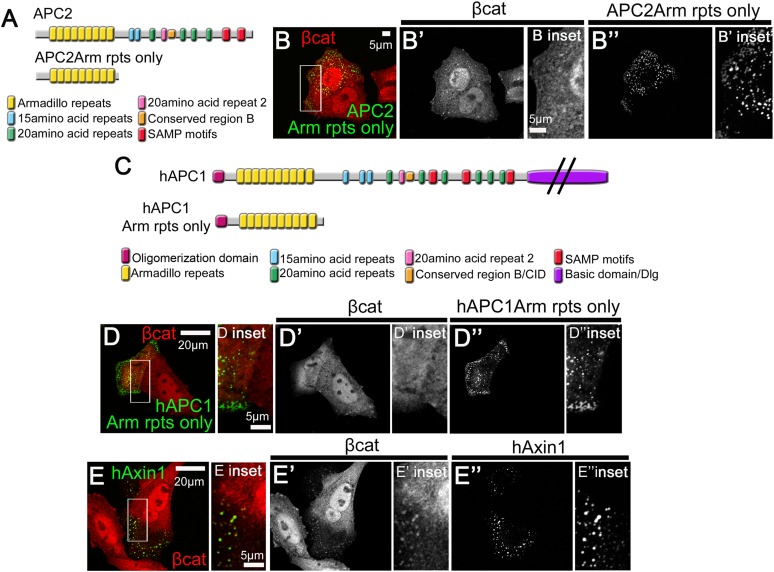 Figure 1—figure supplement 2.