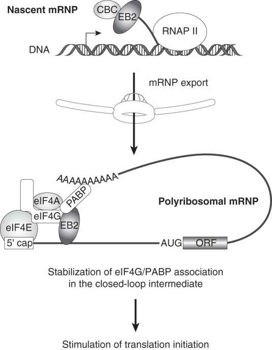 FIG 6