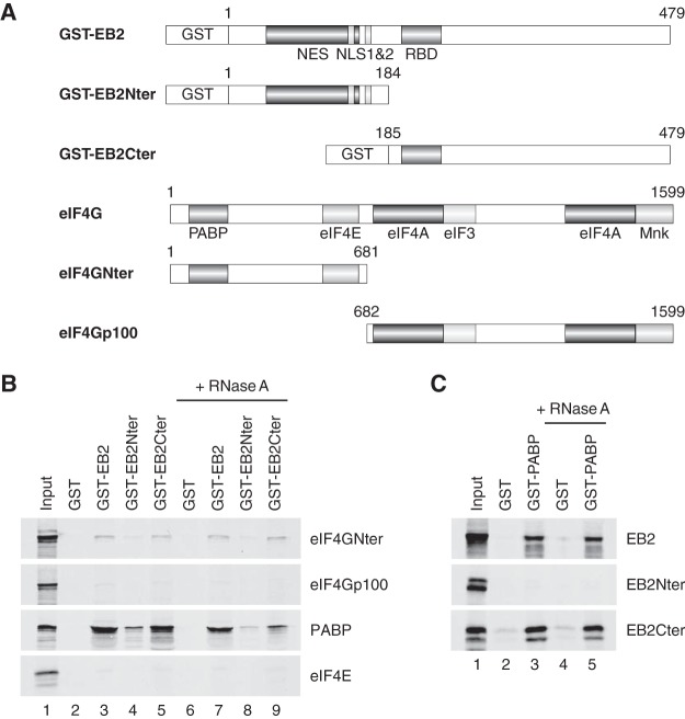 FIG 2