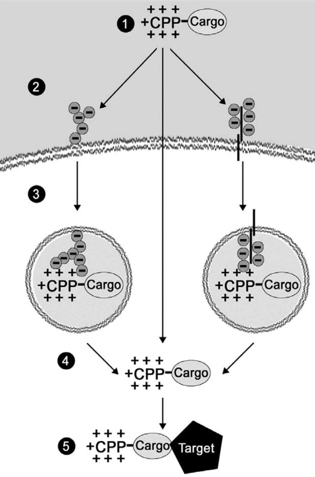 Fig. (1).