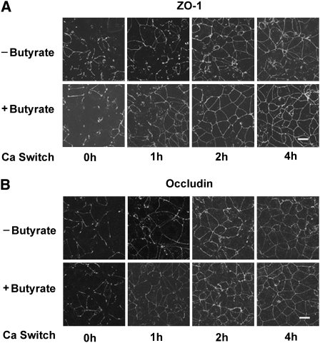 FIGURE 4 