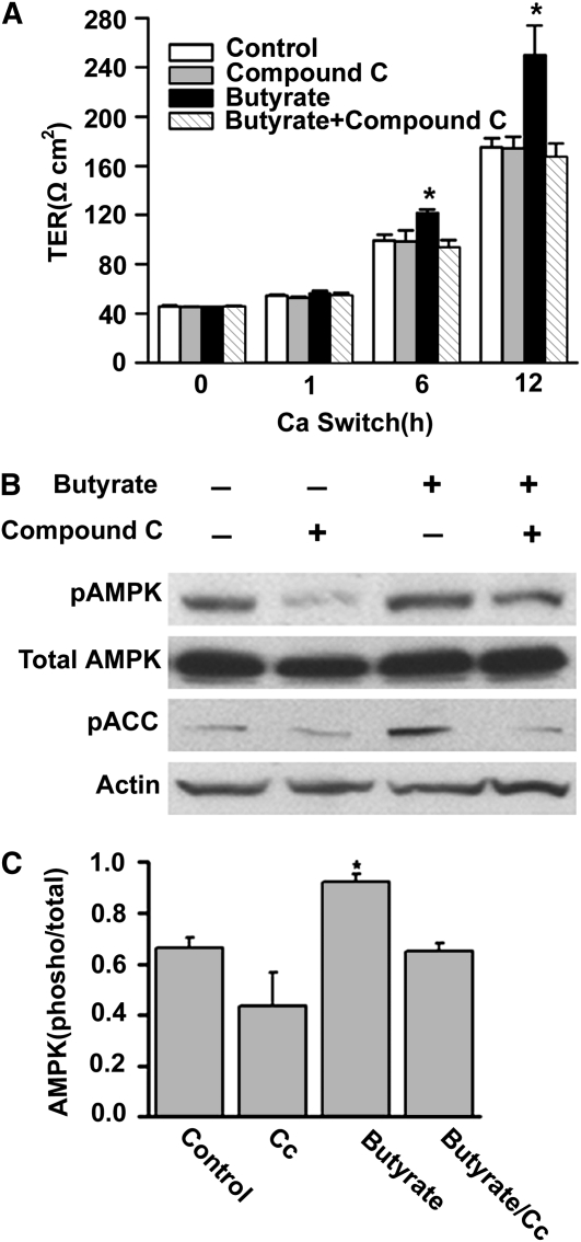 FIGURE 5 