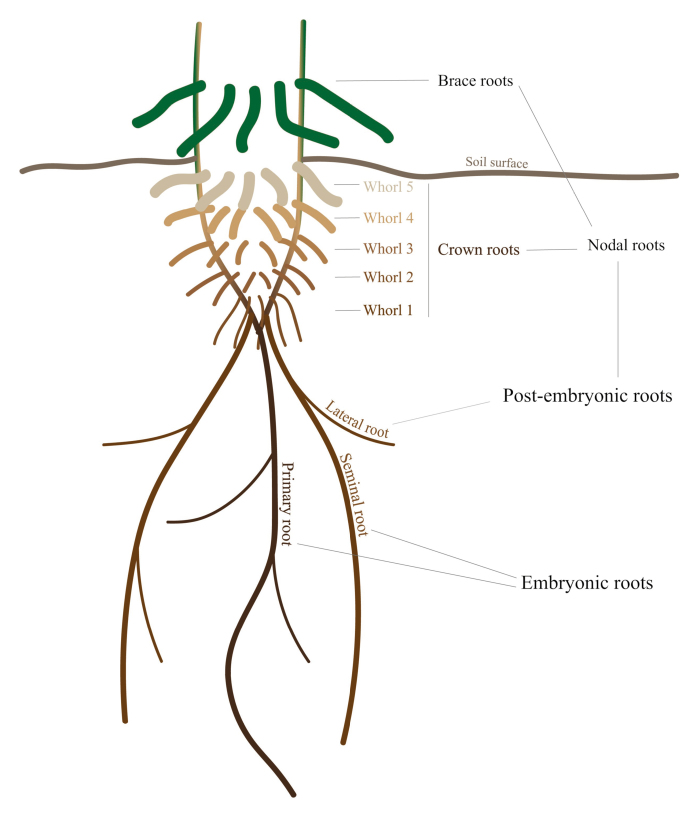 Box 1. The mature maize root system