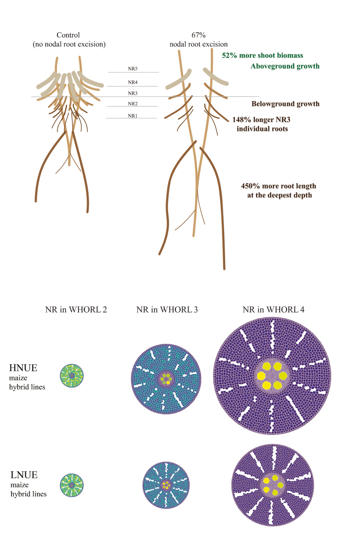 Box 2. Nodal influence on maize nitrogen dynamics