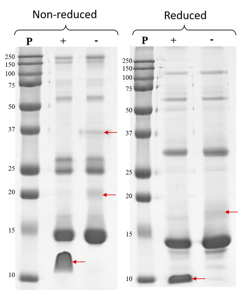 Figure 4.