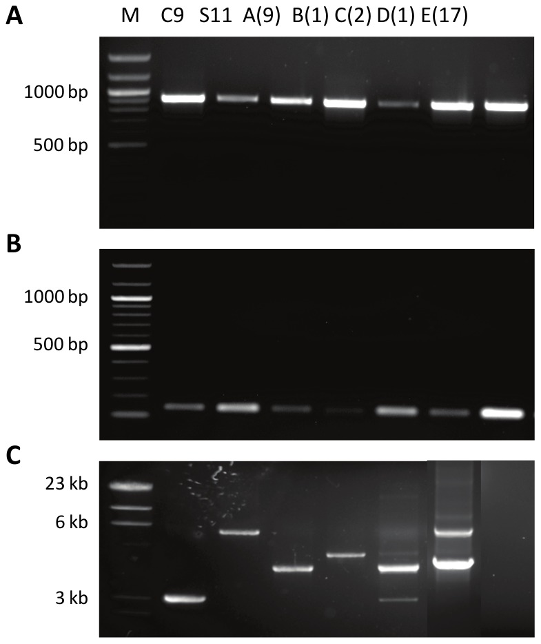 Figure 7