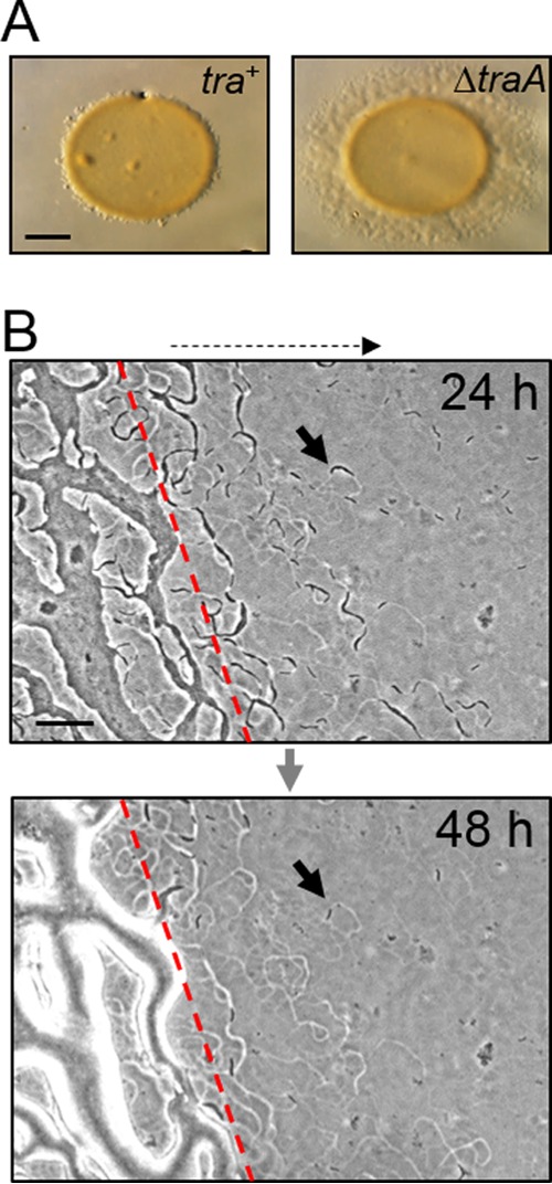 FIG 1