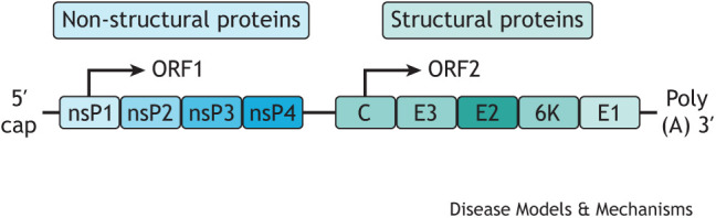 Box 2. CHIKV structure