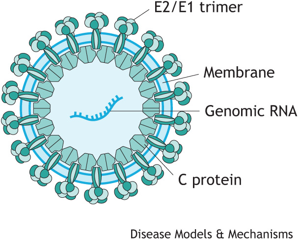 Box 2. CHIKV structure