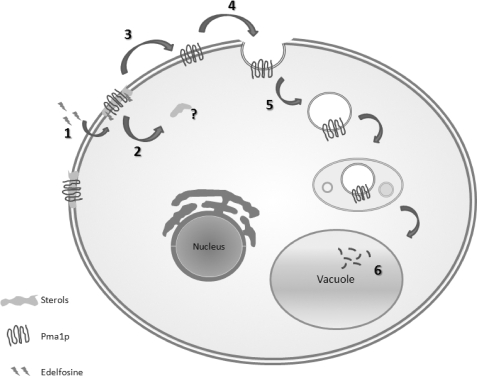 FIGURE 1.