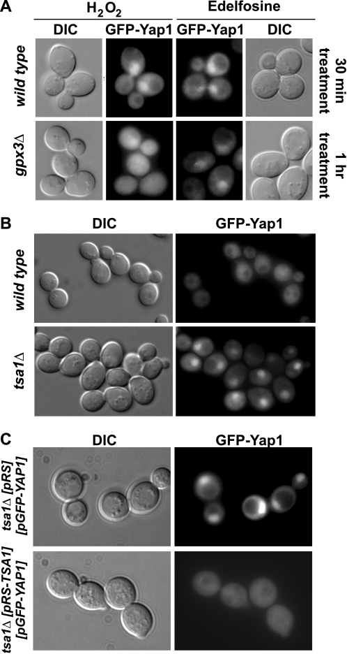 FIGURE 10.