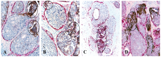 Fig 4