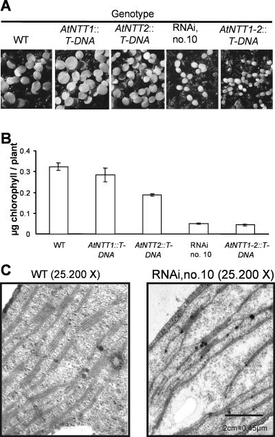 Figure 7.