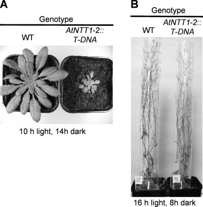 Figure 10.