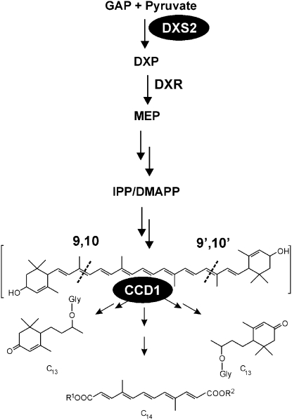 Figure 1.