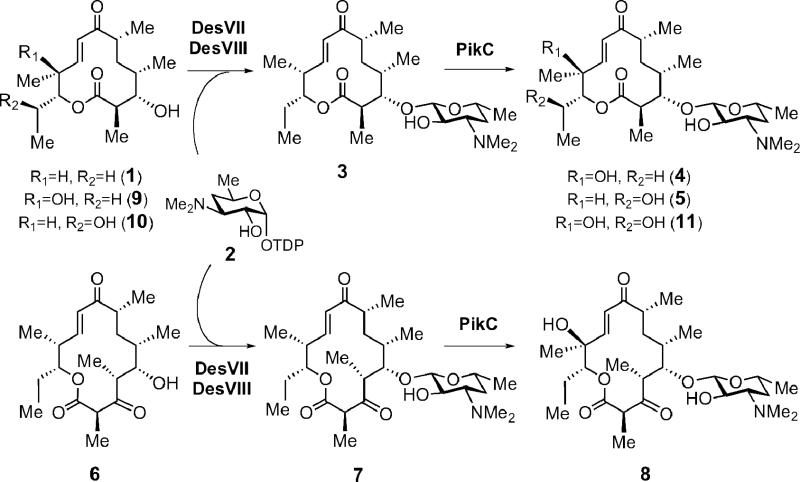 Scheme 1