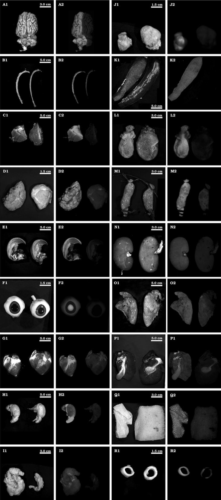 Fig. 2