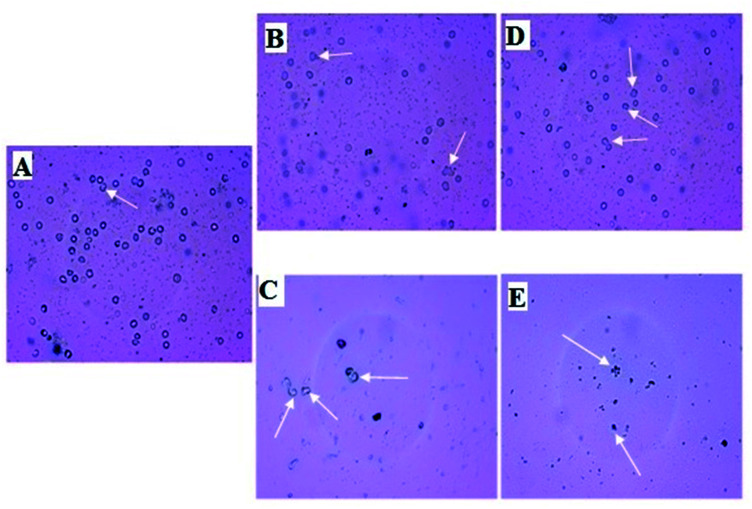 Fig. 6