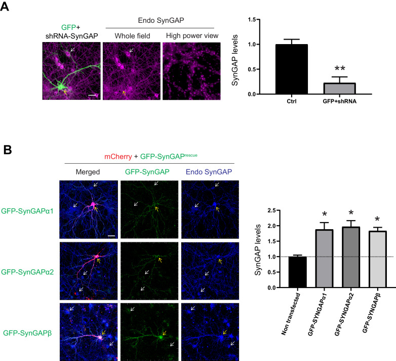 Figure 5—figure supplement 1.