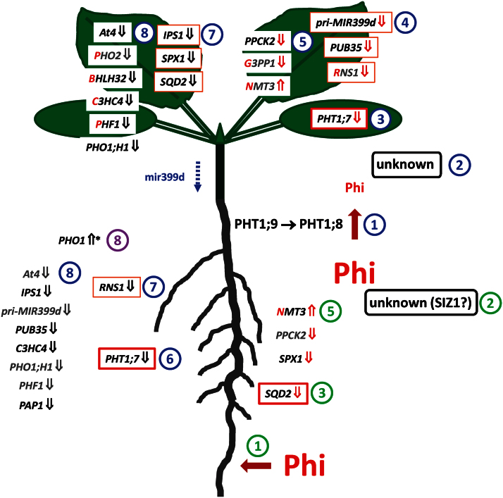 Fig. 7.