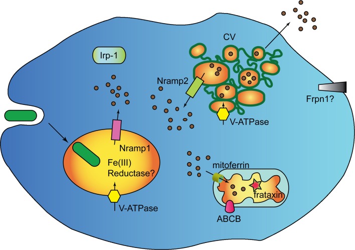 Figure 2