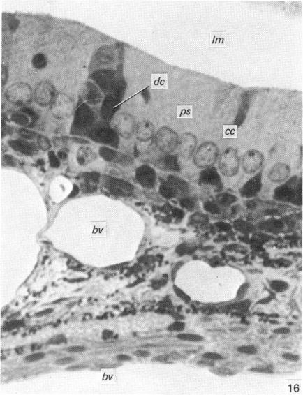 Fig. 16