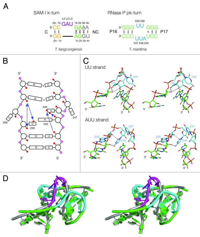 graphic file with name rna-10-445-g1.jpg