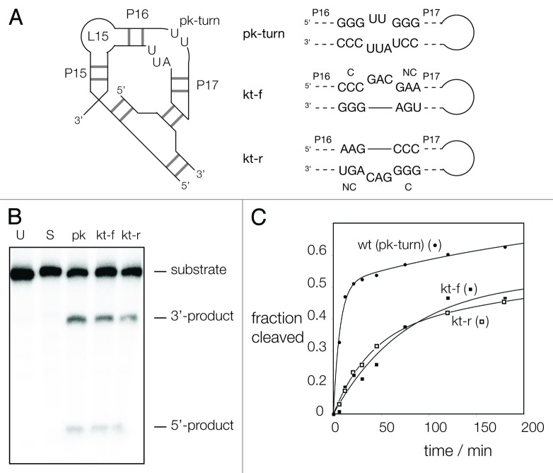 graphic file with name rna-10-445-g5.jpg