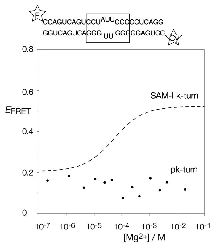 graphic file with name rna-10-445-g2.jpg