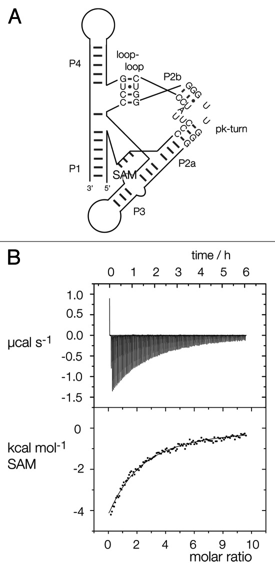 graphic file with name rna-10-445-g4.jpg