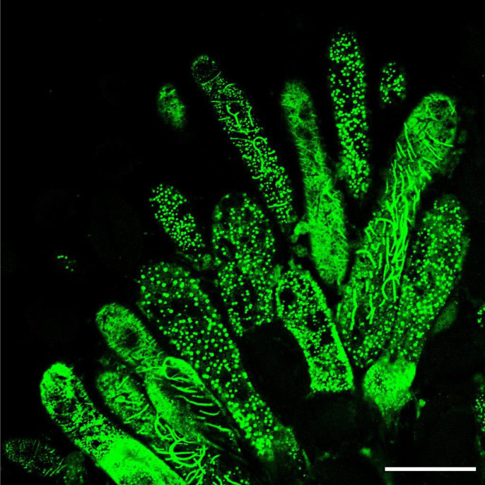 Figure 3—figure supplement 1.