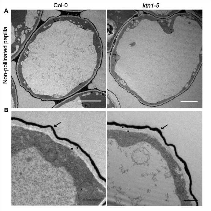 Figure 6—figure supplement 1.