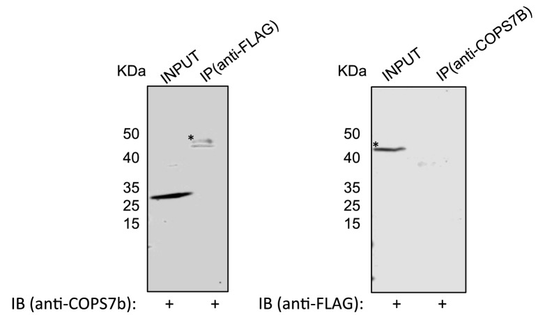 Figure 5—figure supplement 1.