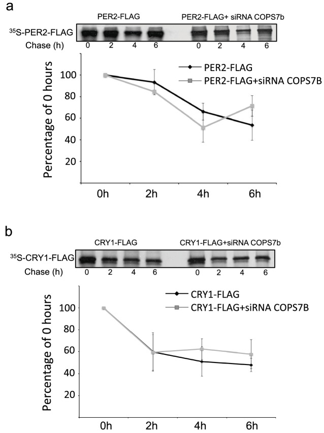 Figure 5—figure supplement 2.