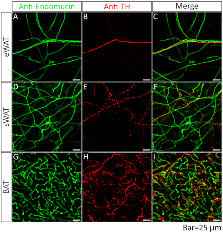 Figure 5: