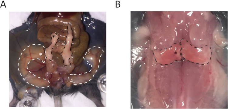 Figure 1: